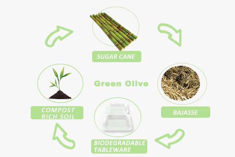 Biodegradable To Go Containers Food Eco Friendly Disposable Sugarcane –  Fastfoodpak